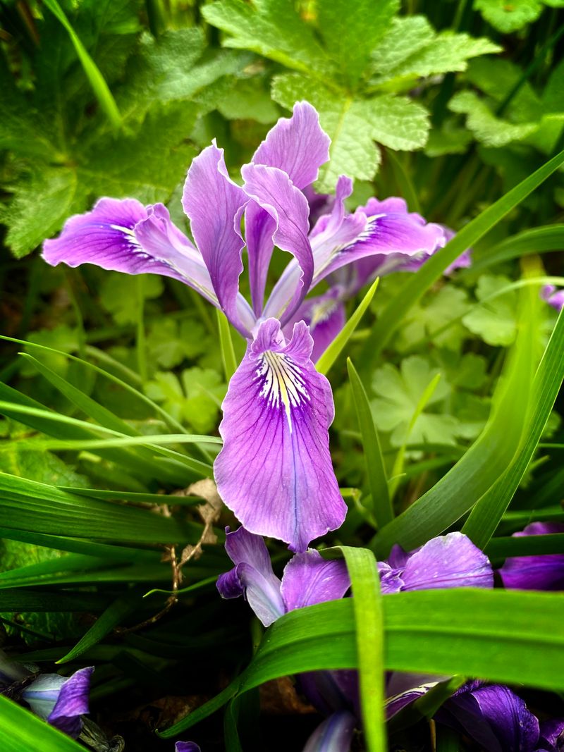Oregon Iris (Iris tenax)