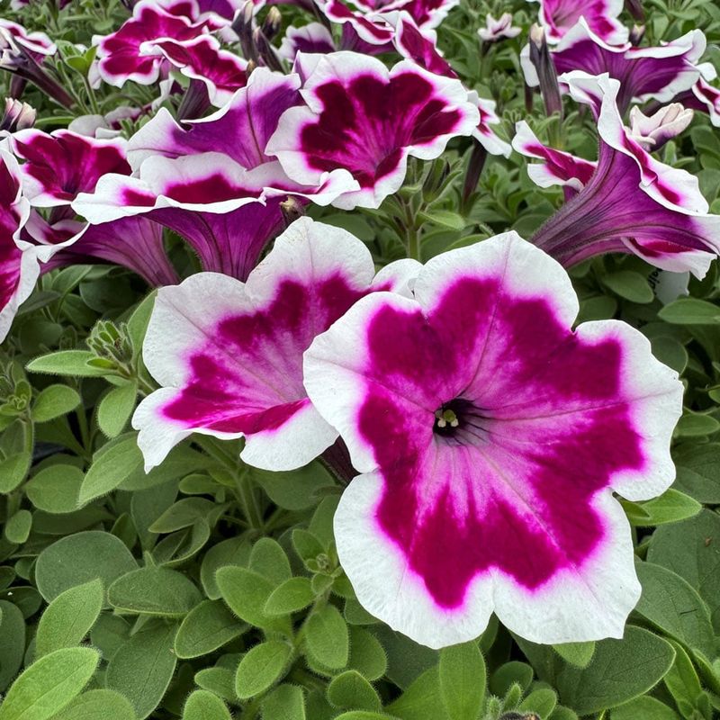 Petunia (Petunia × hybrida bicolor types)