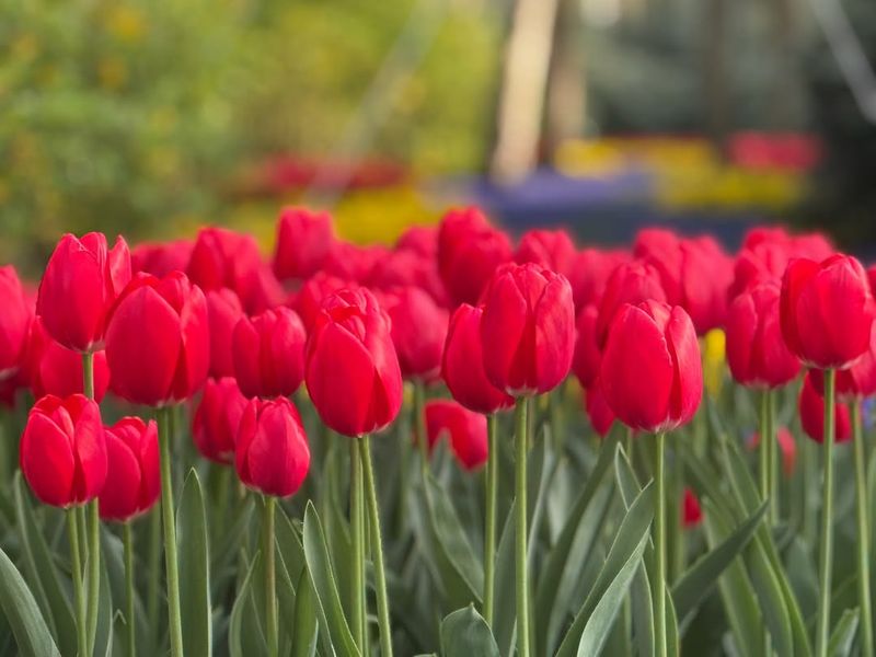 Tulips