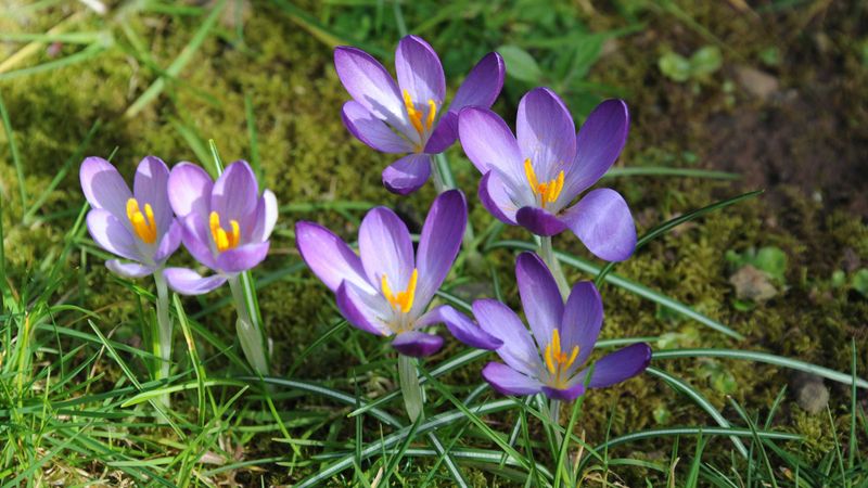 Crocuses