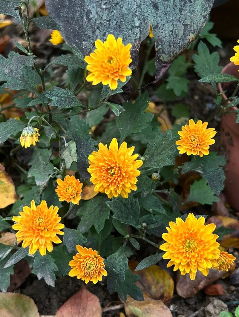 Chrysanthemums