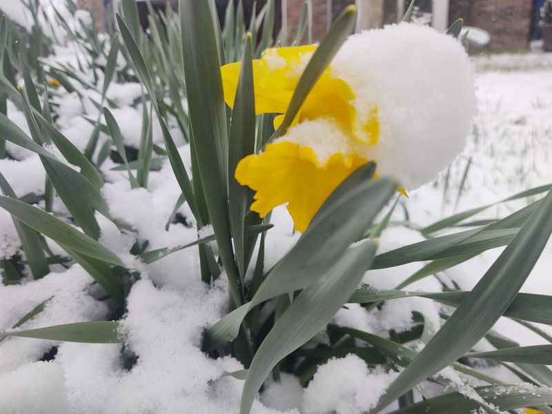 Leaves May Bend Under Snow But Usually Recover