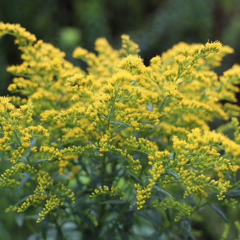 Goldenrod Produces Natural Yellow Late Season Flowers