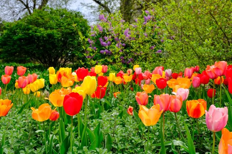Tulips Dancing In The Breeze