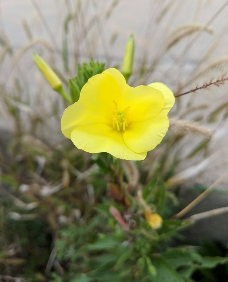 Yellow Evening Primrose (Oenothera)