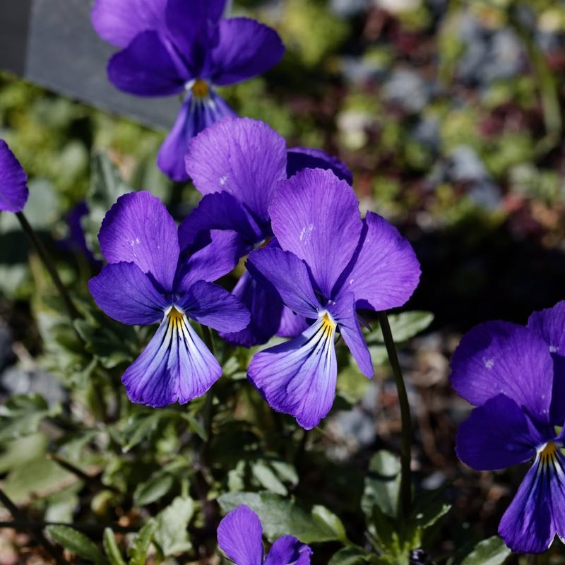 Pansies (Viola × Wittrockiana)