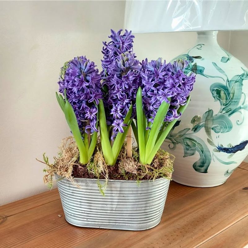 Hyacinths (Hyacinthus Orientalis)