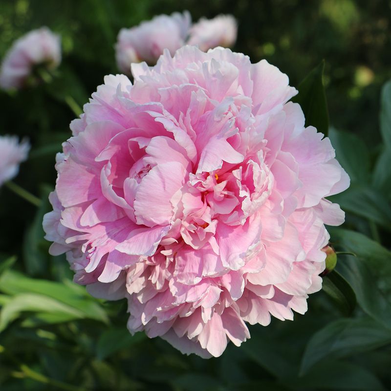 Peonies (Paeonia Spp.)