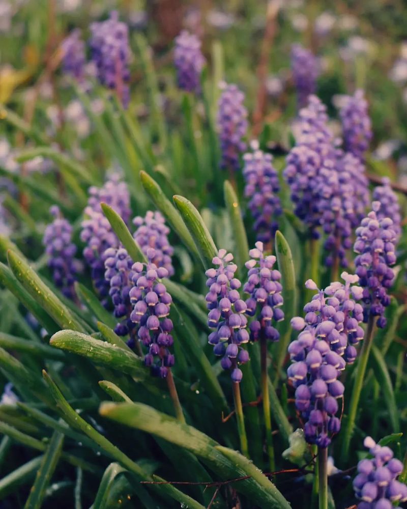 Grape Hyacinth (Muscari armeniacum)