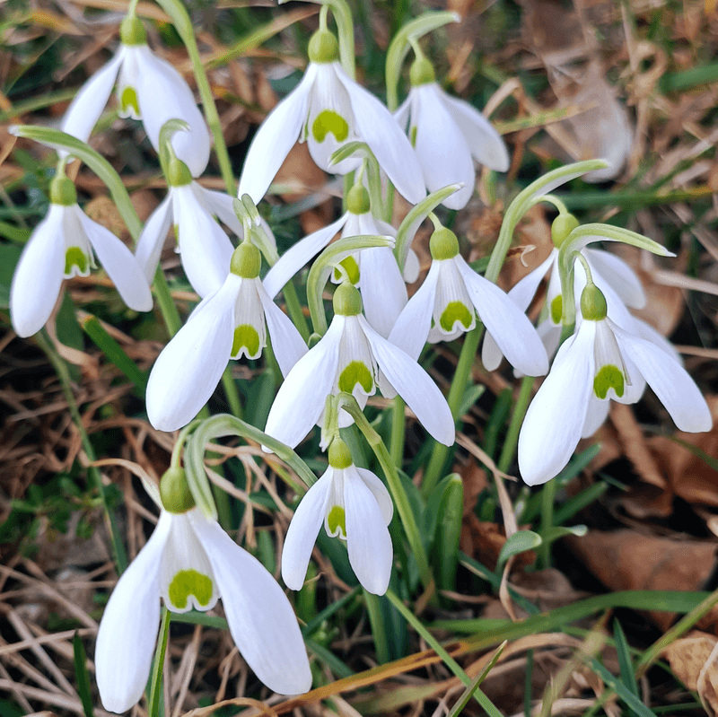 Snowdrops (Galanthus)