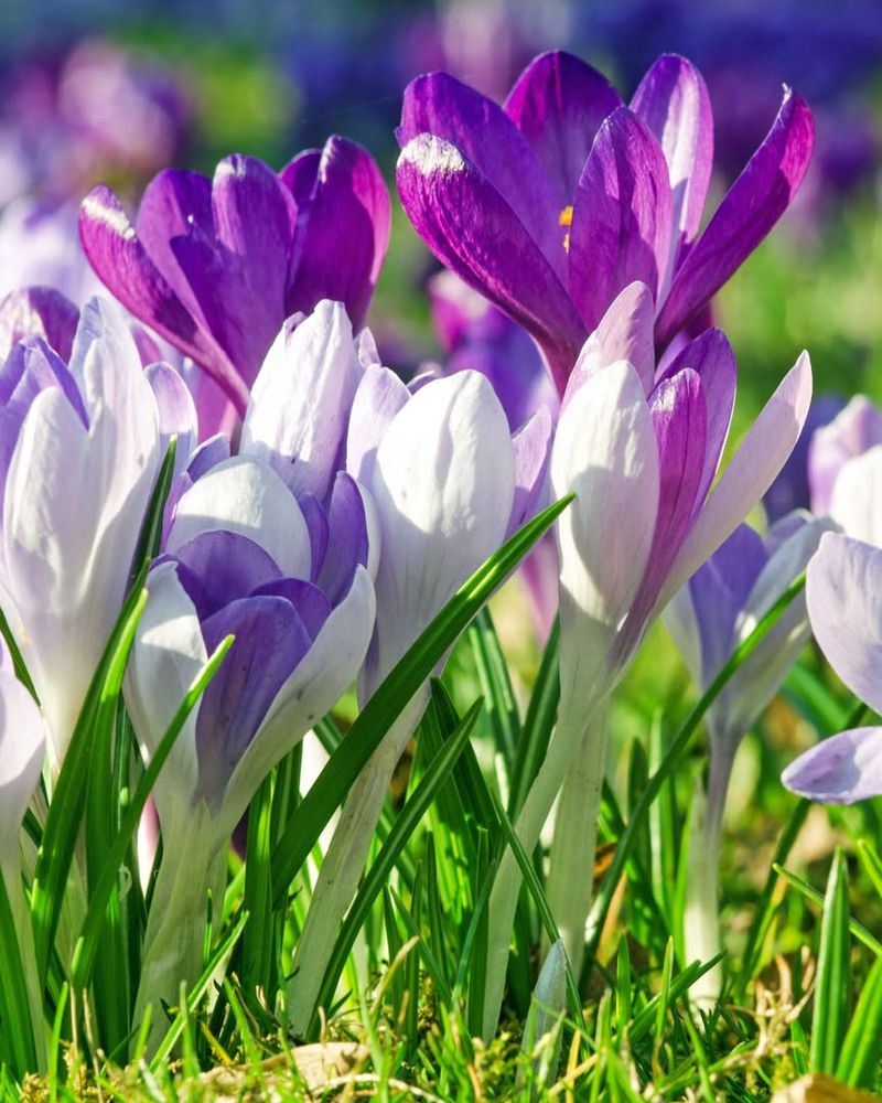 Crocus