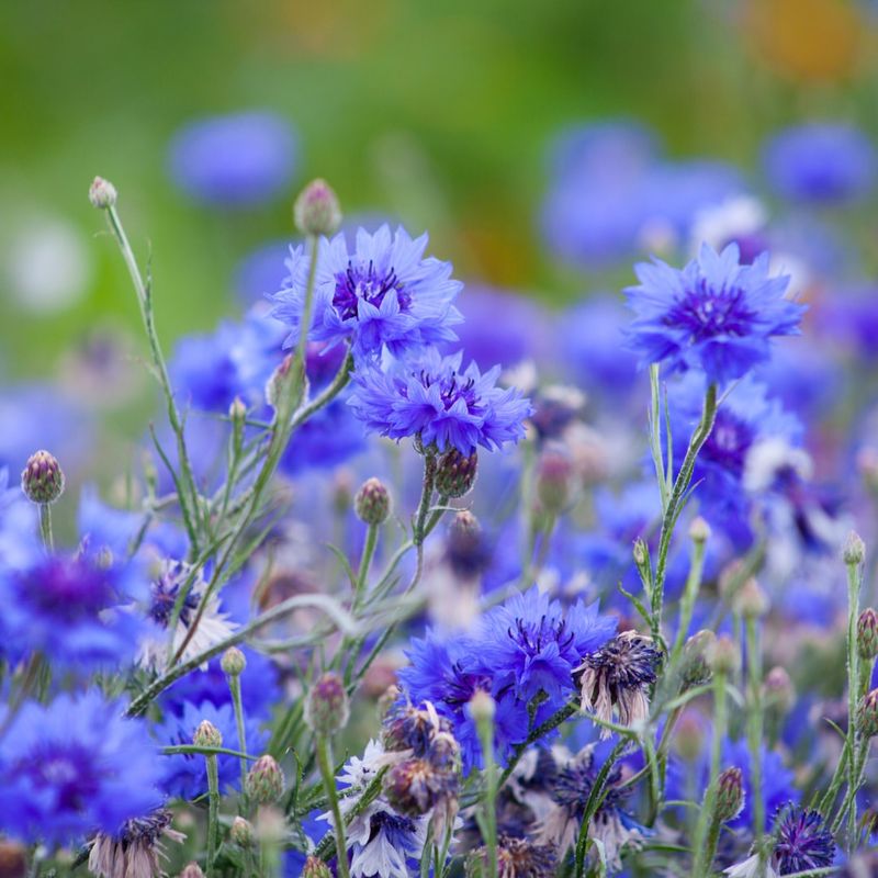 Cornflowers Showing Off Their Blue