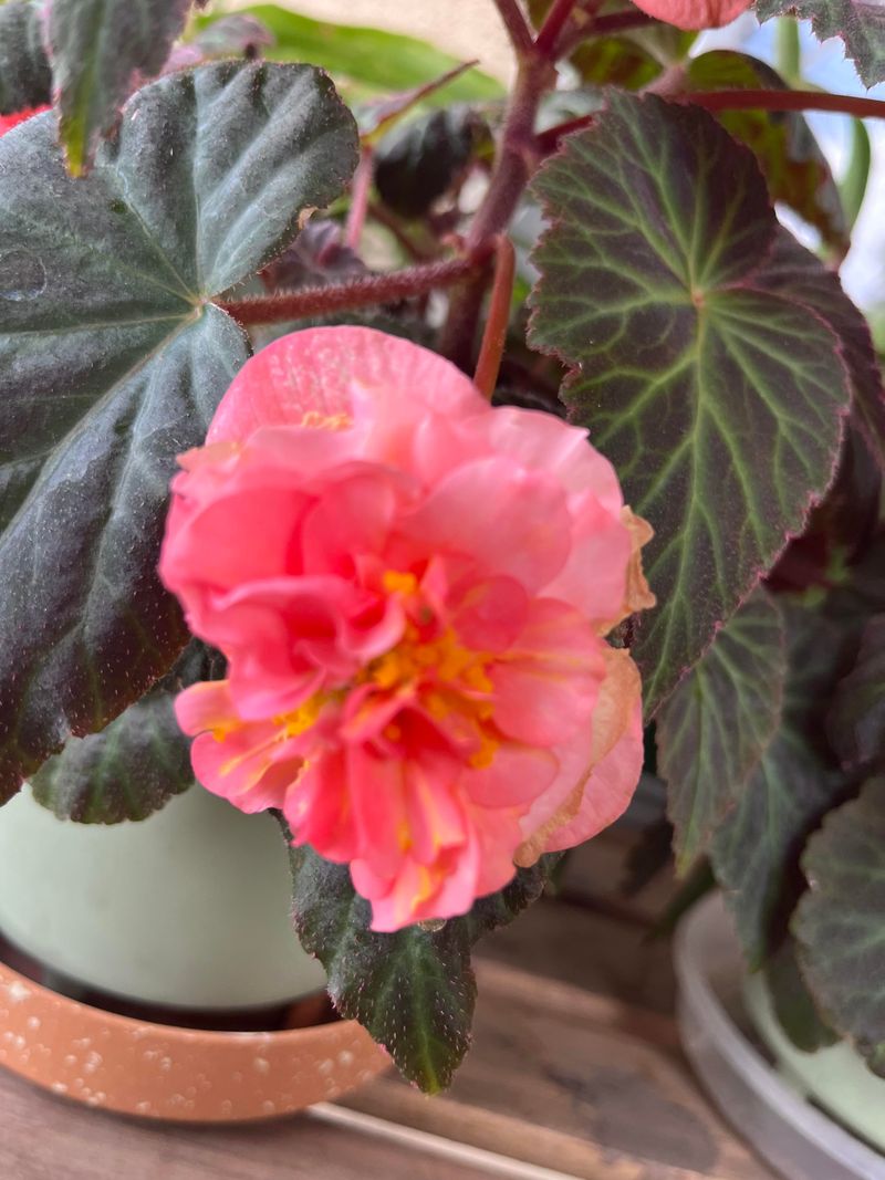 Begonias (tuberous)