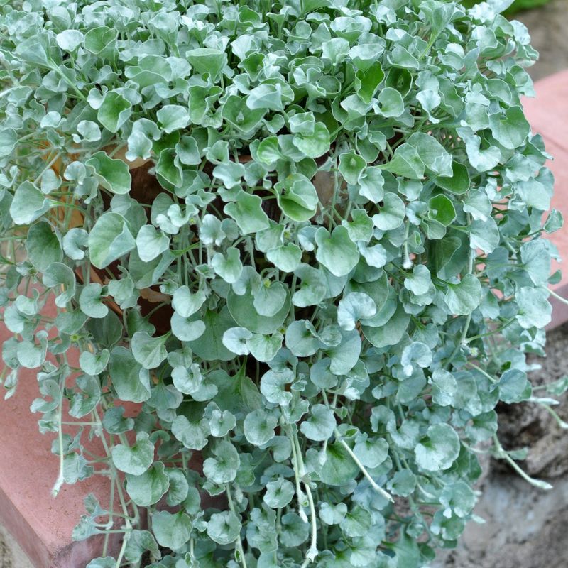 Silver Ponyfoot Trails Easily Across Dry Soil