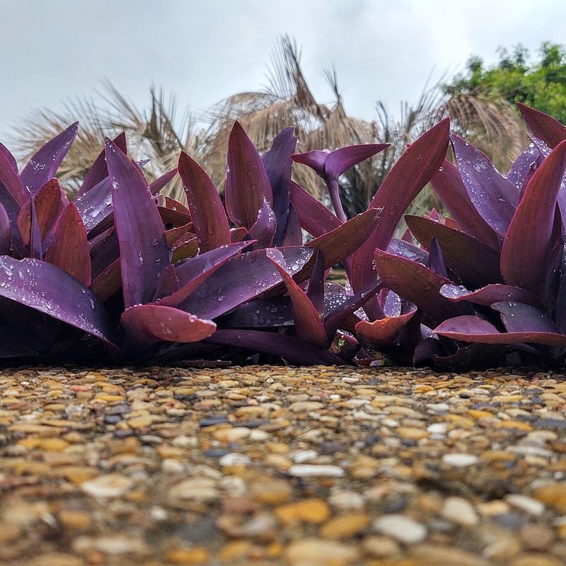 Purple Heart Keeps Its Deep Color Through Arizona’s Mild Winters