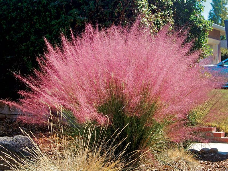 Pink Muhly Grass Adds Texture Without Extra Care