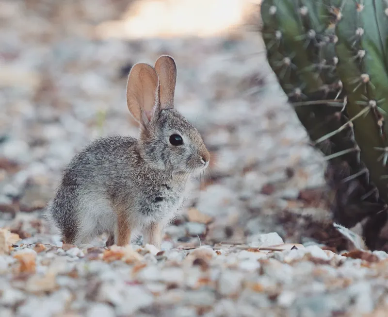 Extra Ways To Keep Rabbits Out Of Arizona Yards