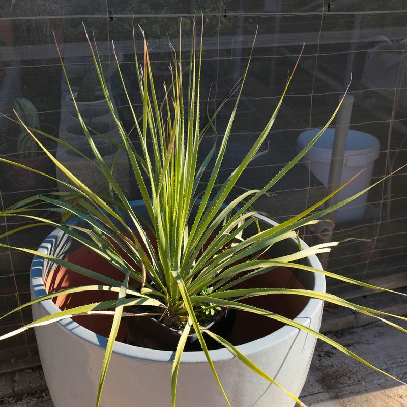 Texas Sotol Adds Structure With Very Little Water