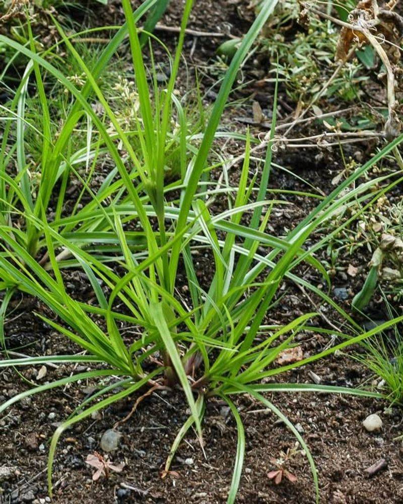 Nutsedge (Nutgrass)