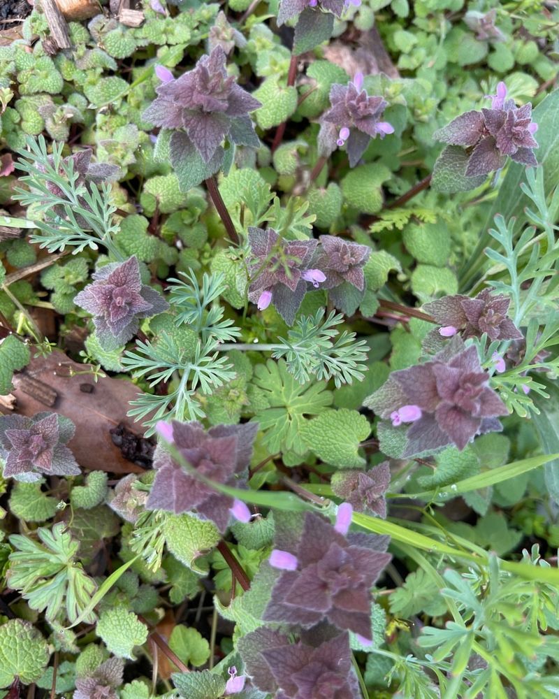 Purple Deadnettle Covers Bare Ground Before Spring Fully Arrives