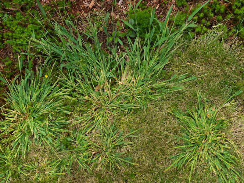 Crabgrass (Digitaria Spp.)