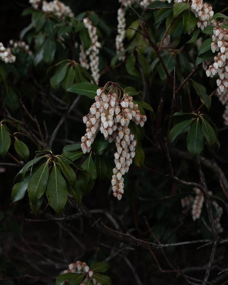Pieris / Andromeda (Pieris japonica)