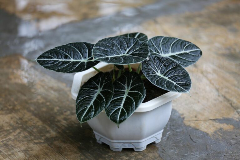 black velvet alocasia