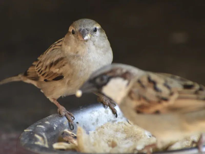 House Sparrow And Common Backyard Grain Foods