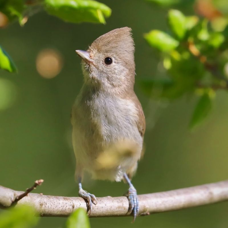 Oak Titmouse