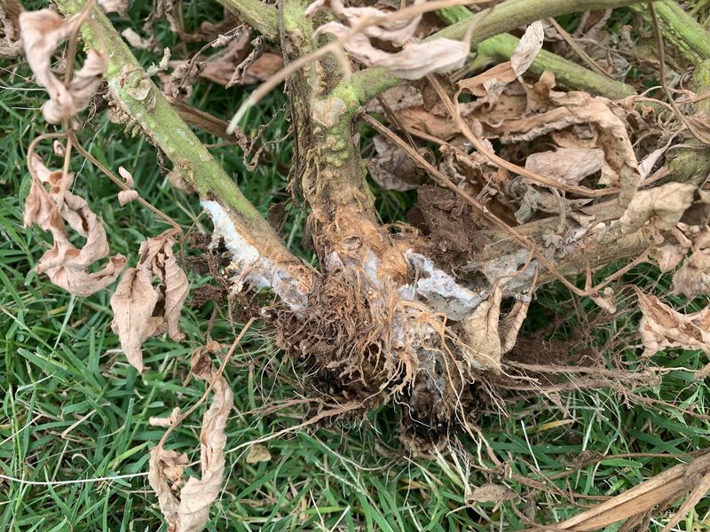 Sunken Or Dry Patches On The Stem