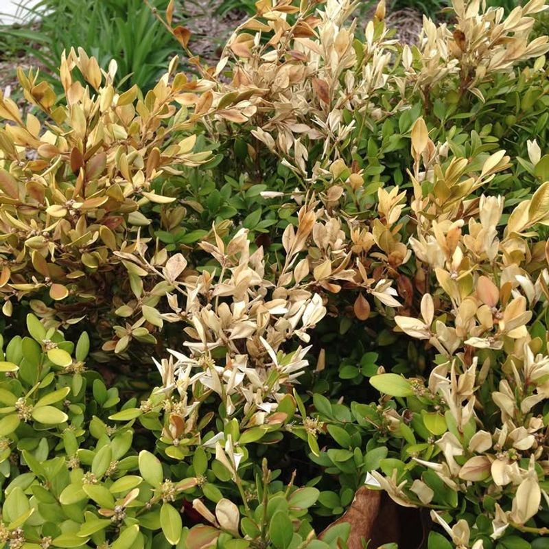 Why Your Garden Still Looks Rough