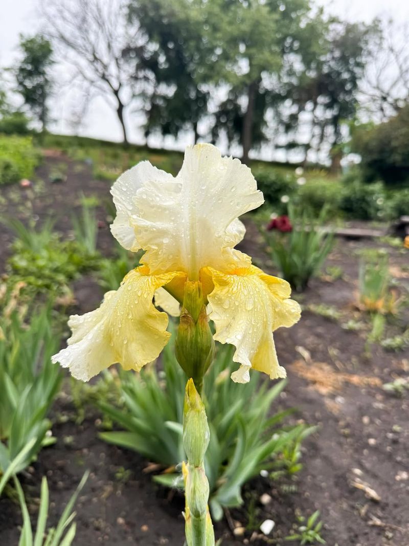 Bearded Iris Bloom Stronger With More Space