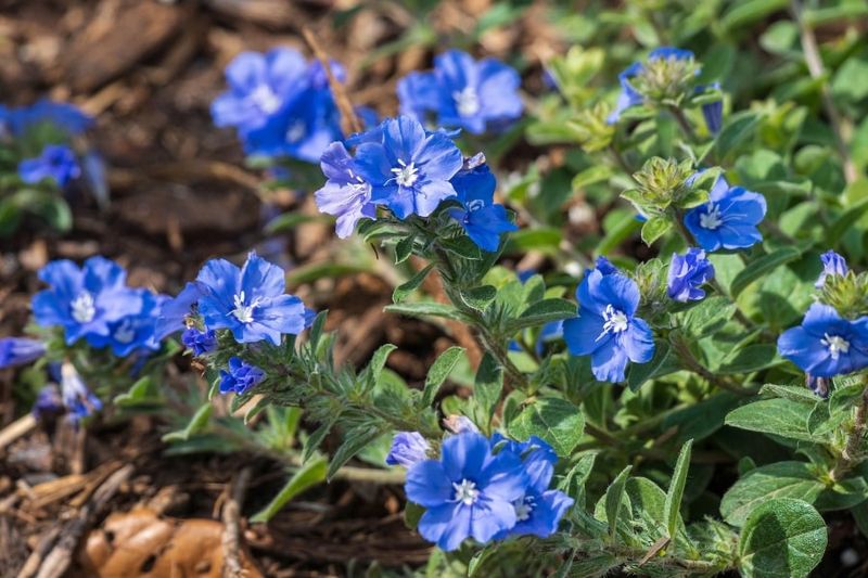 Blue Daze Spreads Color Low And Wide Without Being High Maintenance