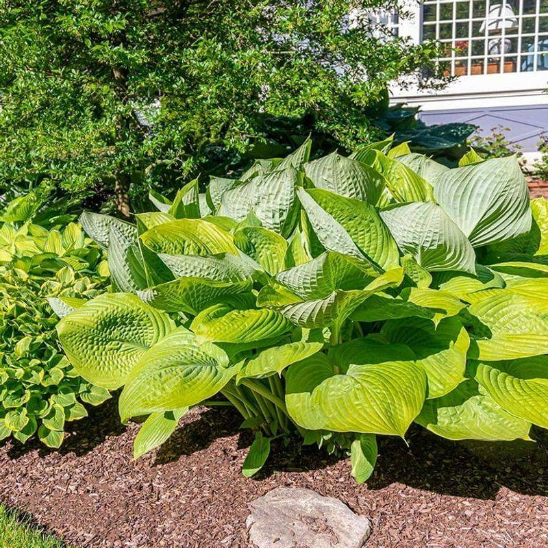 Hostas Blanket Shady Ground With Thick Leaves