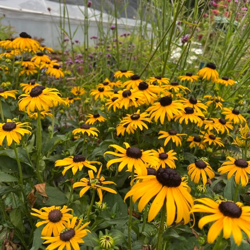 Black-Eyed Susan (Rudbeckia Hirta)