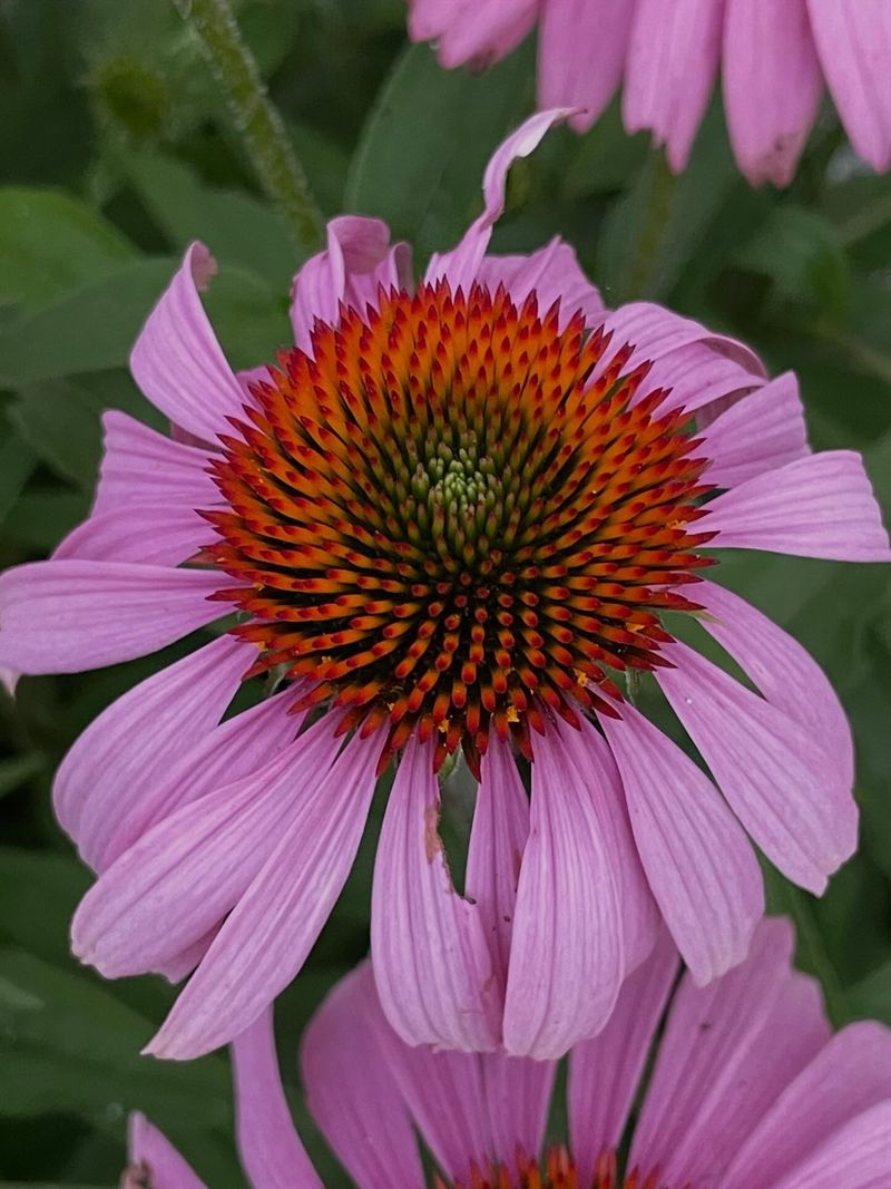Coneflower (Echinacea Purpurea)