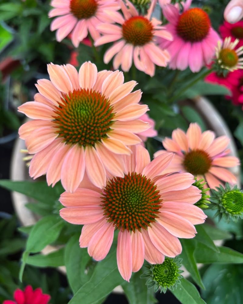 Purple Coneflower (Echinacea purpurea)