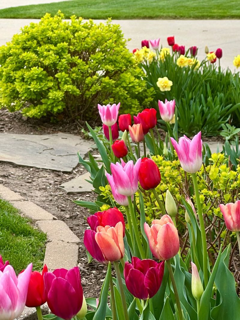 Tulip Bulbs Hide The Real Trouble Underground