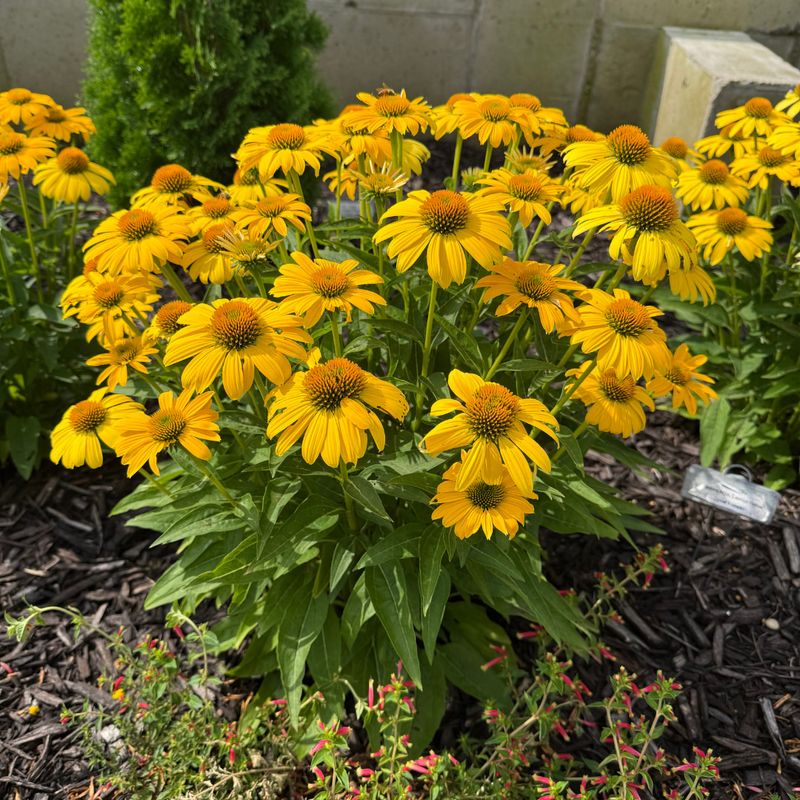Yellow Coneflower Attracts Pollinators And Stands Up To Humid Weather