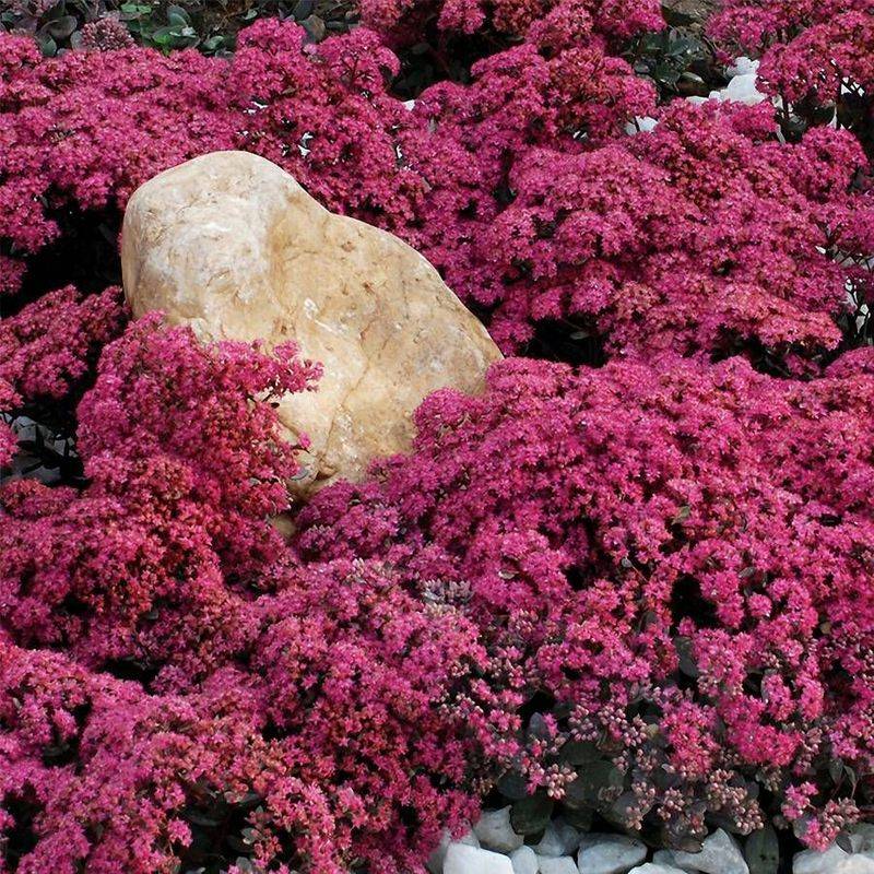 Sedum Groundcover Spreads Across Bare Areas