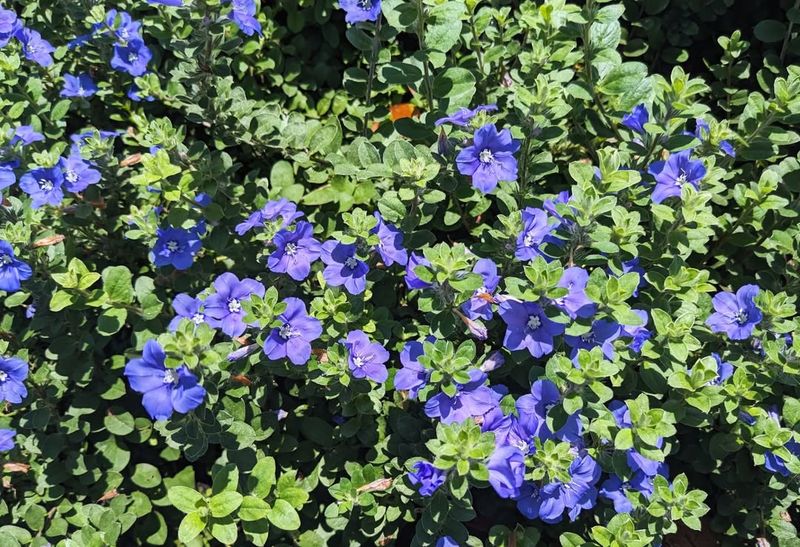 Blue Daze Spreads Color Across Beds And Borders