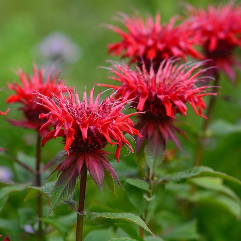Bee Balm