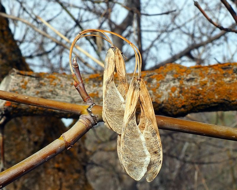 Box Elder Due To Weak Structure And Messy Seedpods