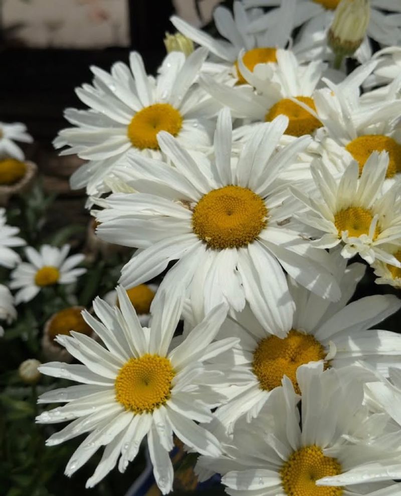 Shasta Daisy (Leucanthemum × superbum)