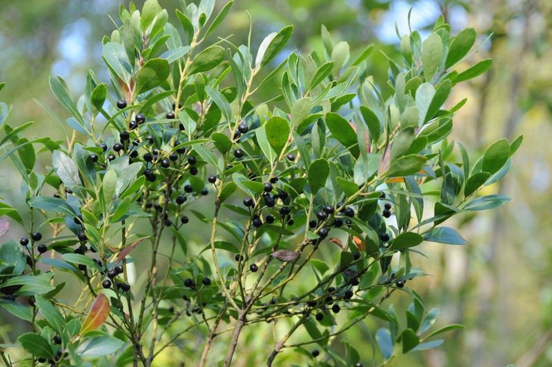 Inkberry Holly (Ilex Glabra)