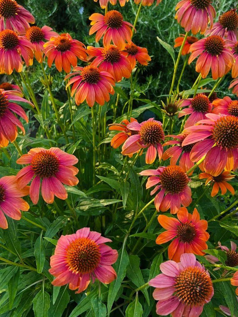 Coneflower (Echinacea spp.)