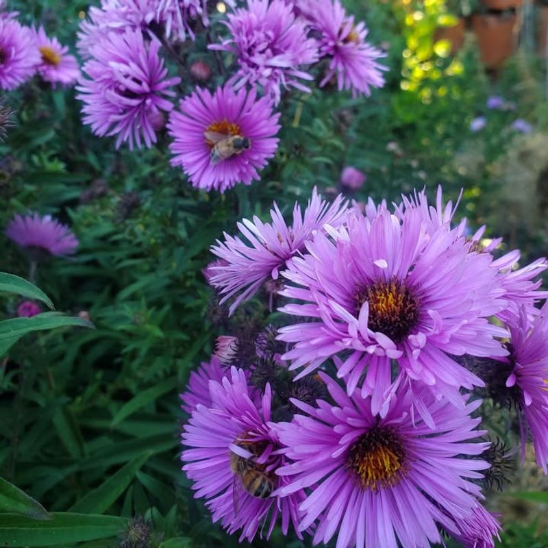 New England Aster Handles Dense Clay With Ease