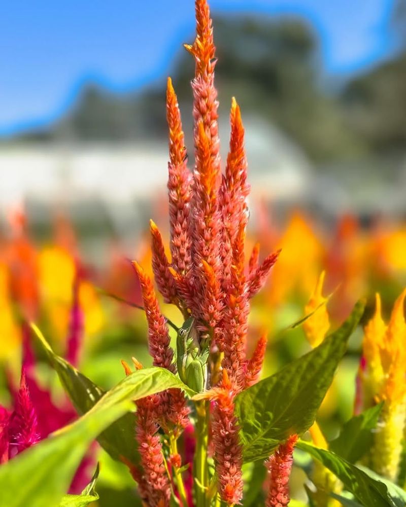 Celosia