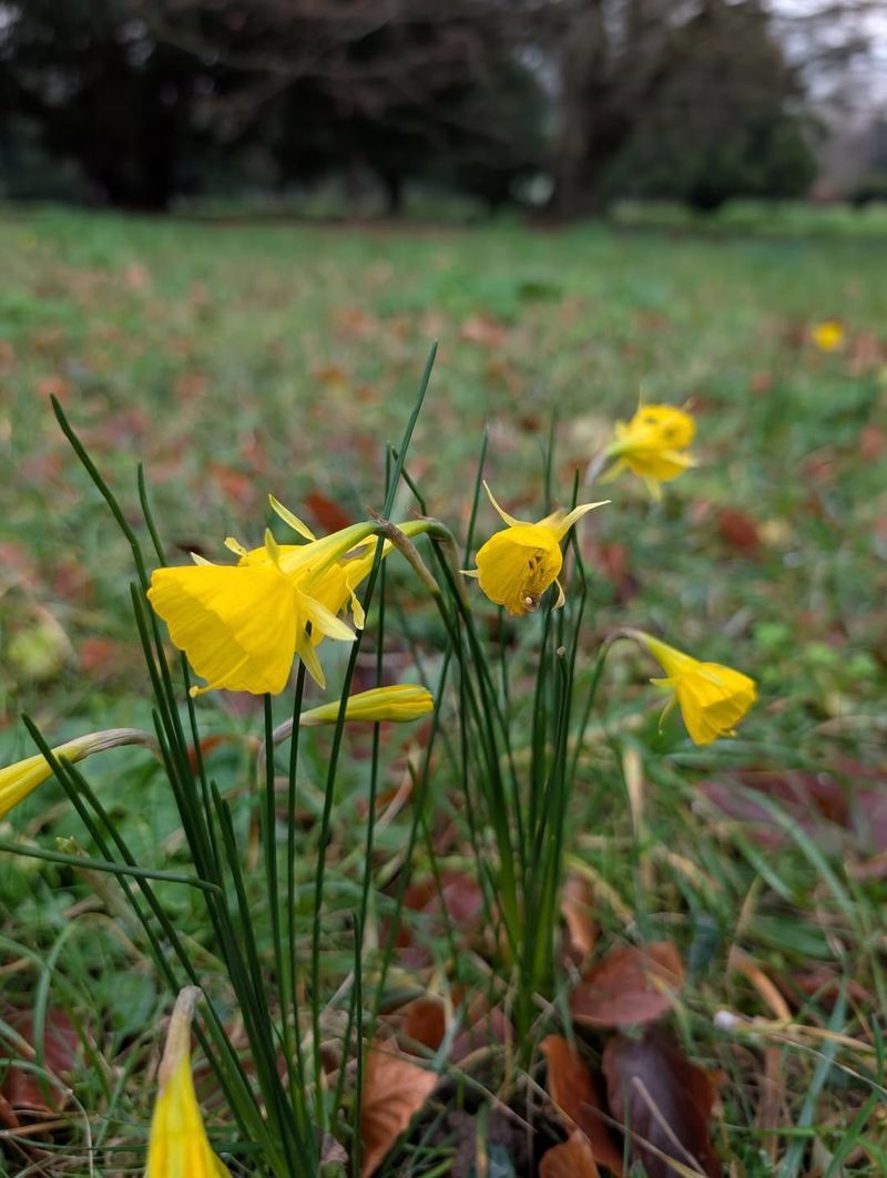 Early Bloomers Start Opening Without Protection