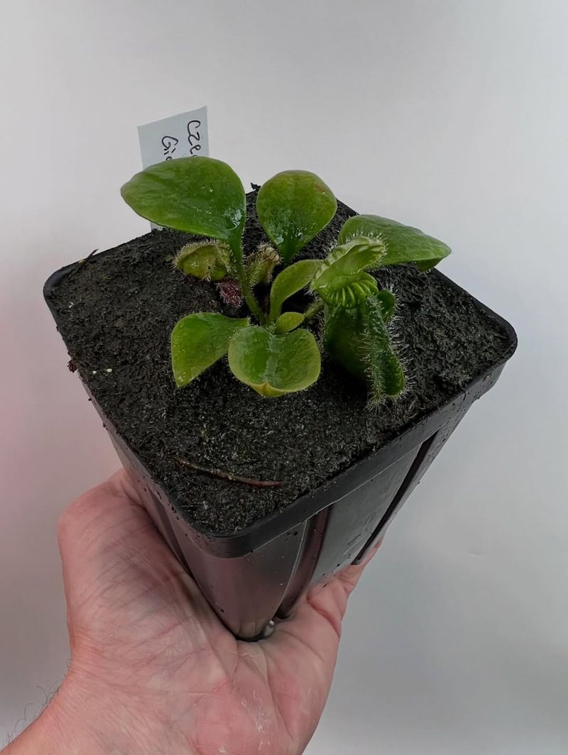 Keep The Crown Clear And Open